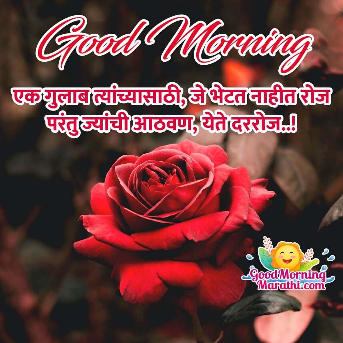 Good Morning Rose Shayari Friends Picture